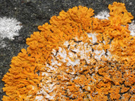 Xanthoria sorediata