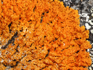 Xanthoria sorediata