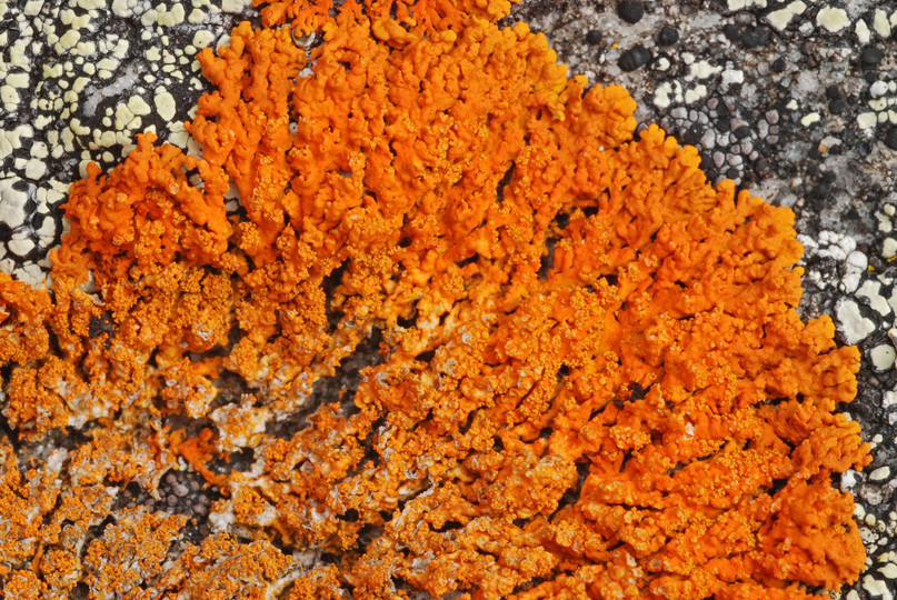 Xanthoria sorediata