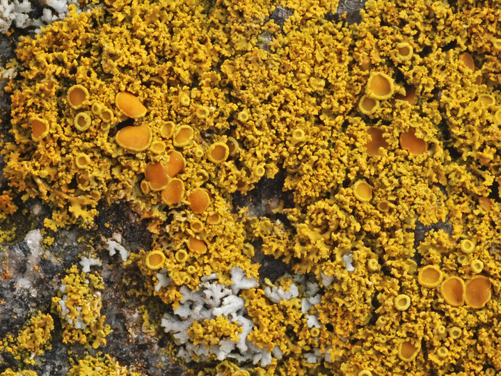 Xanthoria candelaria