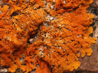 Xanthoria isidoidea