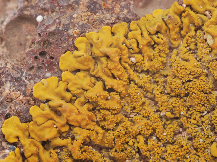 Xanthoria isidoidea