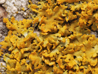 Xanthoria poeltii