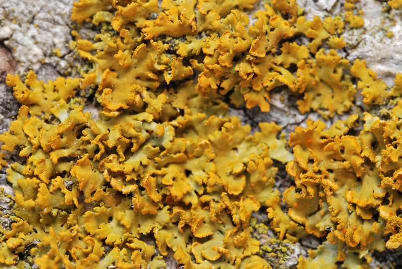 Xanthoria poeltii