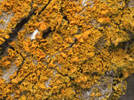 Xanthoria fulva