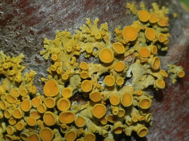 Xanthoria polycarpa