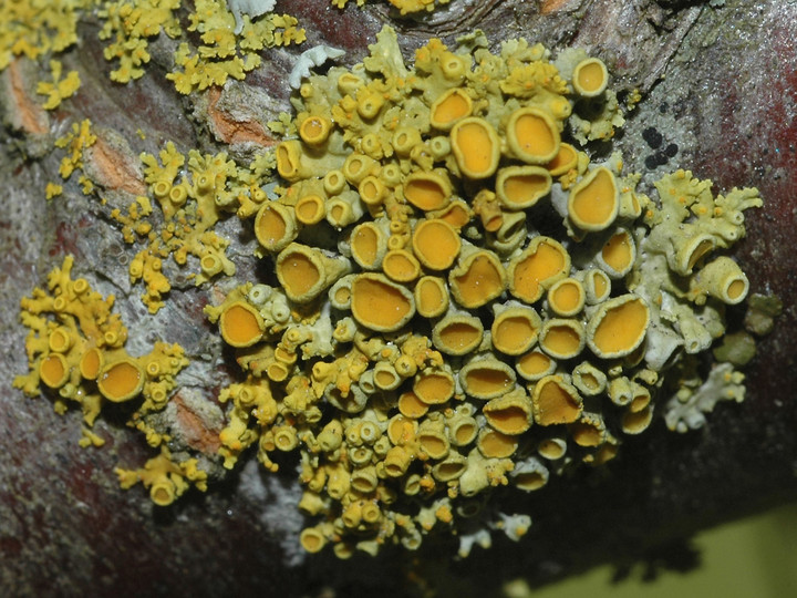 Xanthoria polycarpa