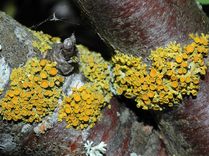 Xanthoria polycarpa