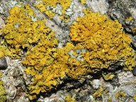 Xanthoria sp.