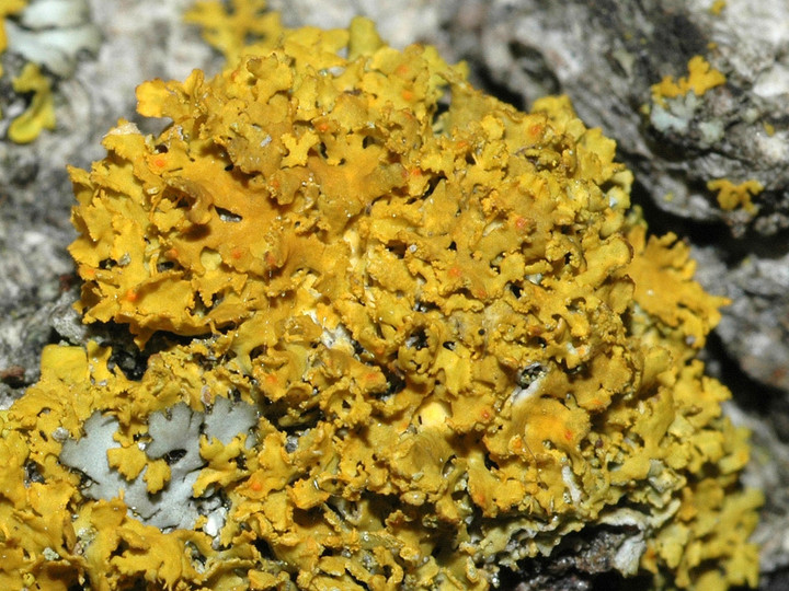 Xanthoria sp.