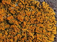 Xanthoria resendei