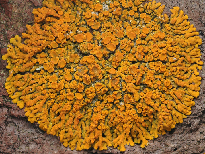 Xanthoria resendei