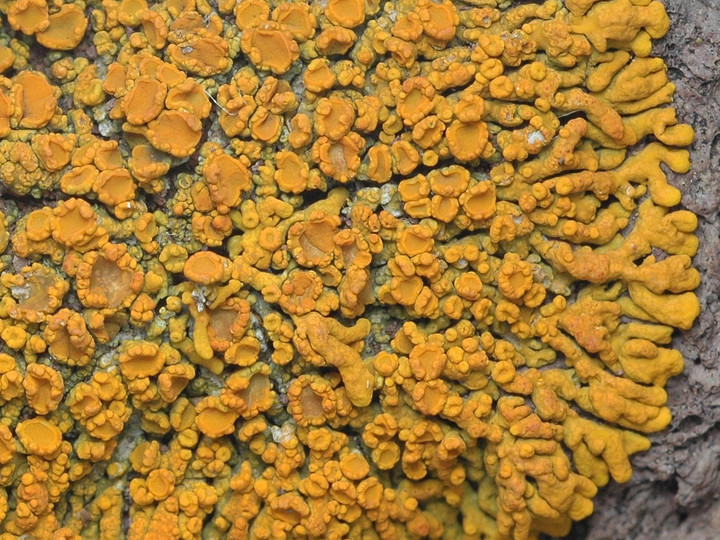 Xanthoria resendei