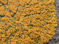 Xanthoria resendei