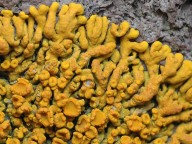 Xanthoria resendei