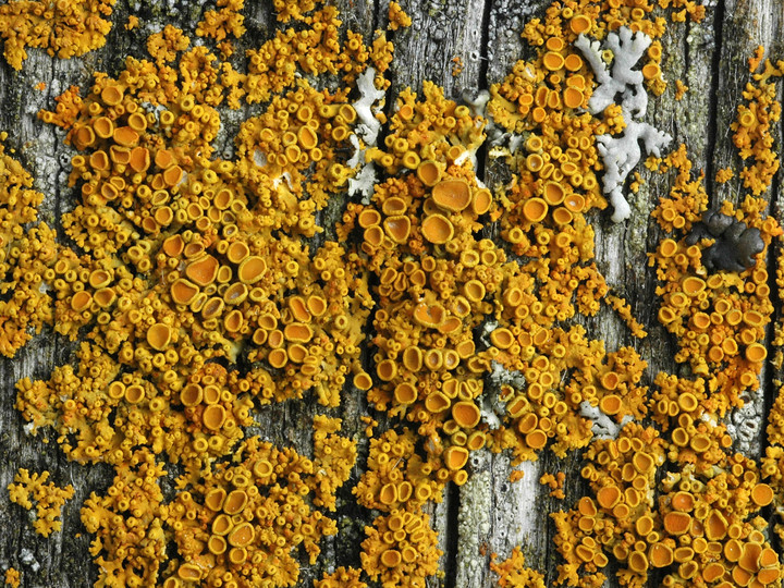 Xanthoria polycarpa