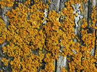 Xanthoria polycarpa