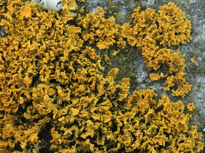 Xanthoria candelaria