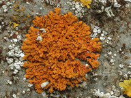 Xanthoria elegans