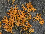 Xanthoria elegans