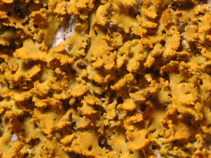 Xanthoria poeltii