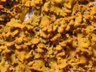 Xanthoria poeltii