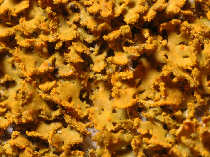 Xanthoria poeltii