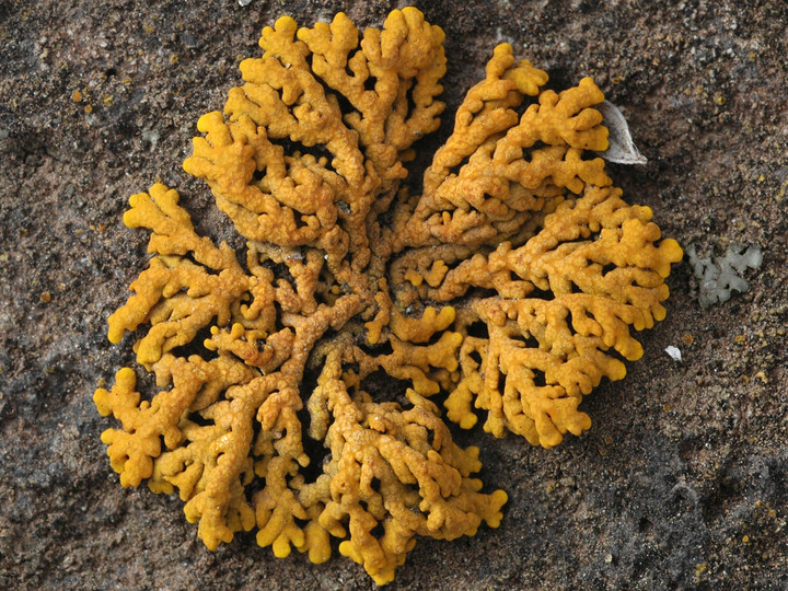 Xanthoria elegans