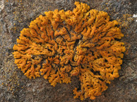 Xanthoria elegans