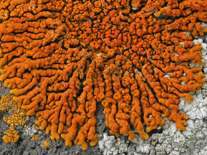 Xanthoria resendei