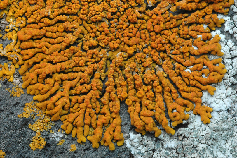 Xanthoria resendei