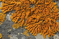 Xanthoria resendei