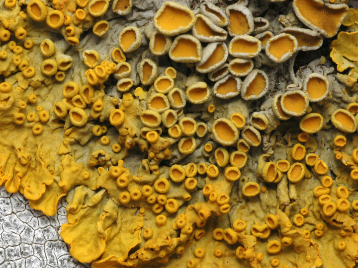 Xanthoria parietina