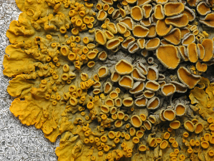 Xanthoria parietina