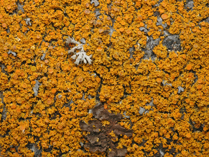 Xanthoria candelaria