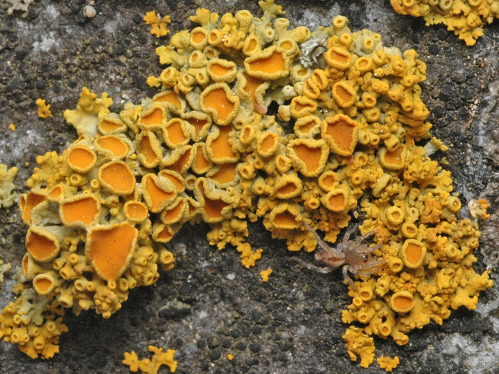 Xanthoria polycarpa