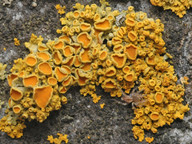 Xanthoria polycarpa