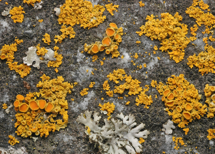 Xanthoria polycarpa