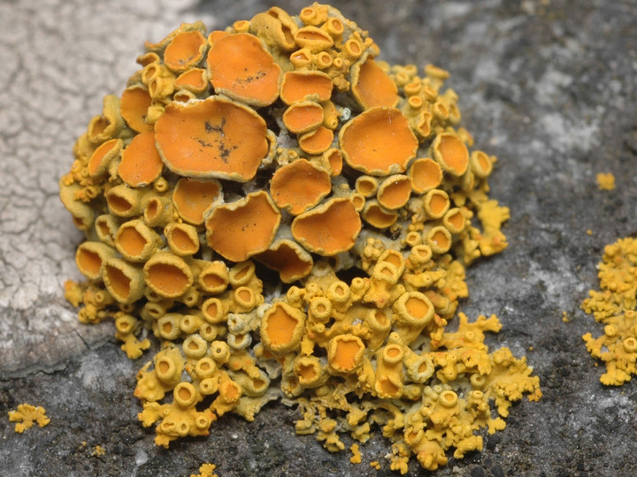 Xanthoria polycarpa