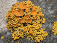 Xanthoria polycarpa