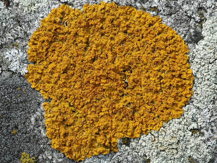 Xanthoria aureola