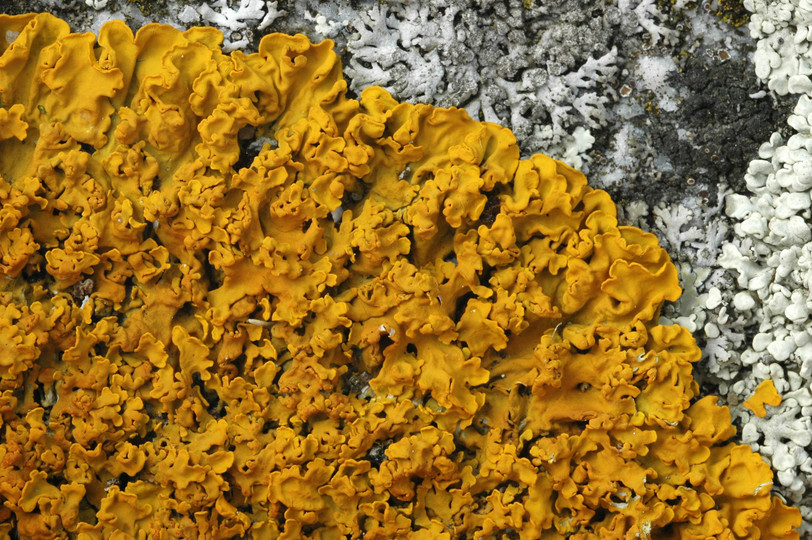 Xanthoria aureola