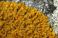 Xanthoria aureola