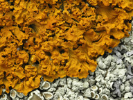 Xanthoria aureola