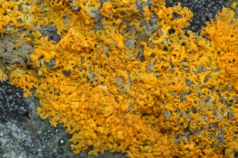 Xanthoria elegans