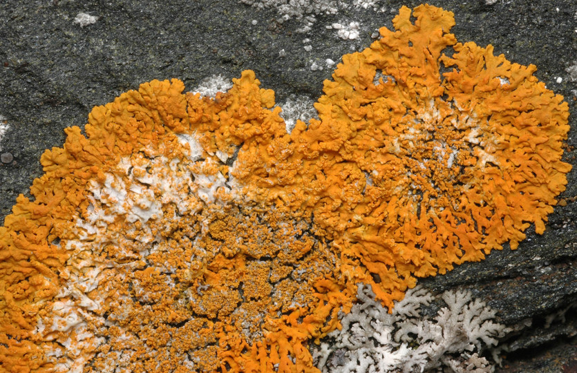 Xanthoria elegans